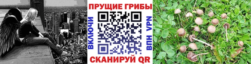 Галлюциногенные грибы GOLDEN TEACHER  Красноярск 